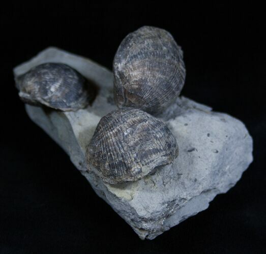 Pseudoatrypa Brachiopods from Windom Shale, NY #1898